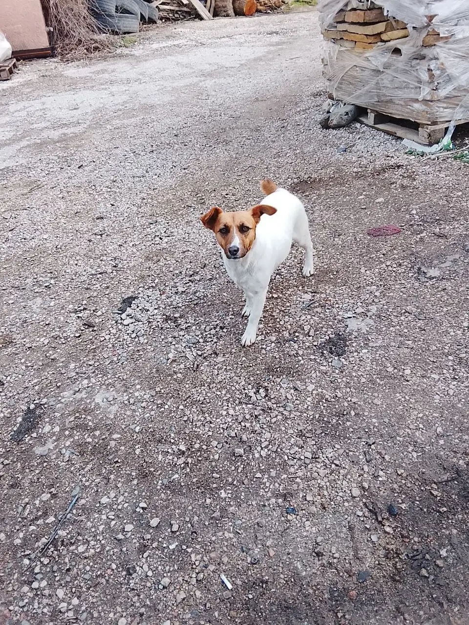 Джек Рассел ищет дом в Симферопольском районе - Собаки (Животные) в Симферополь