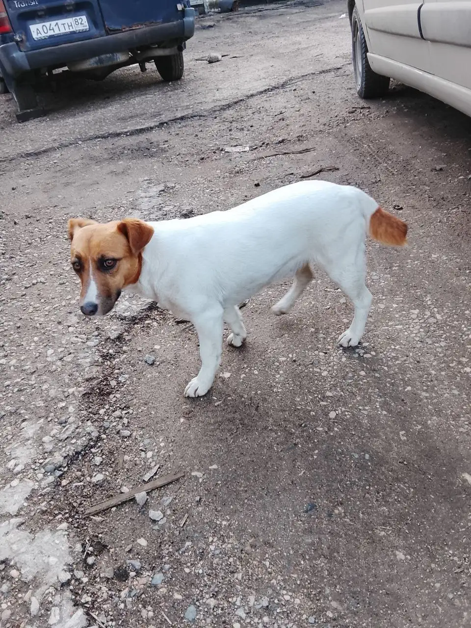 Джек Рассел ищет дом в Симферопольском районе - Собаки (Животные) в Симферополь
