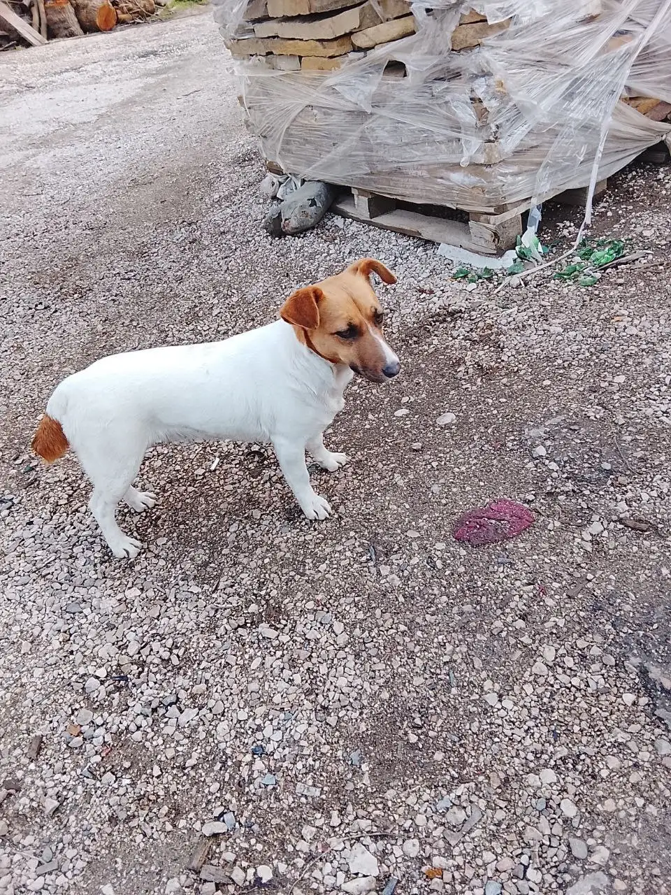 Джек Рассел ищет дом в Симферопольском районе - Собаки (Животные) в Симферополь