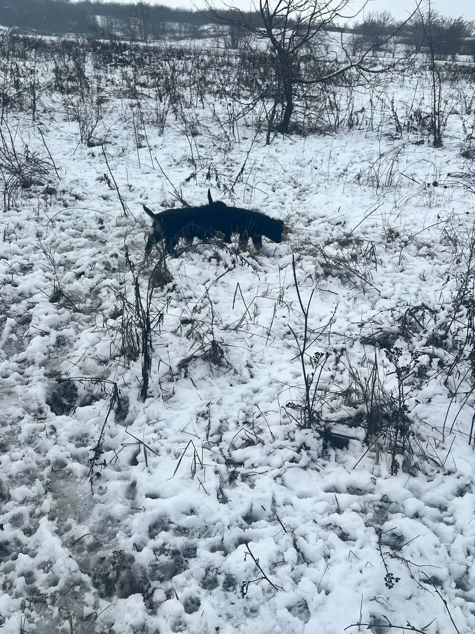 Щенки нуждаются в срочном приюте в Симферополе - Собаки (Животные) в Симферополь