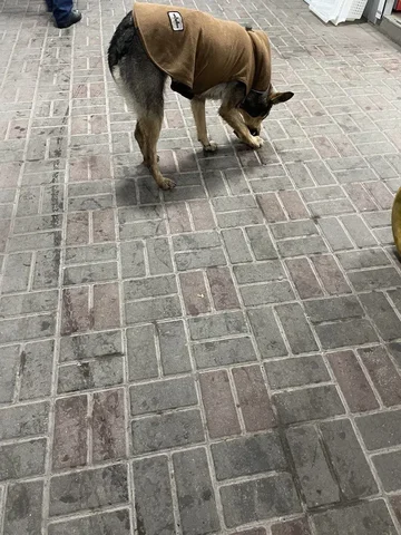 Найдена собака в одежде в Симферополе - Собаки в Симферополь