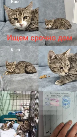 Отдам в добрые руки двух кошек Касю и Клео - Животные в Симферополь