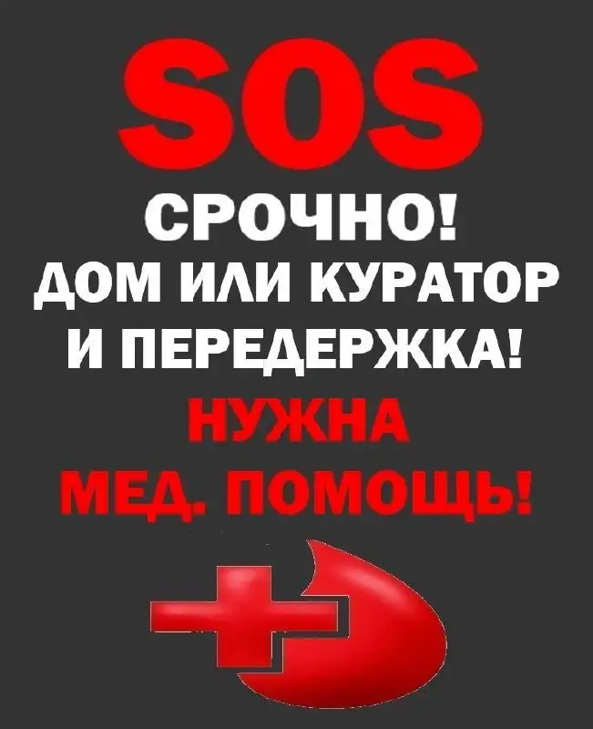 Срочно нужна помощь для травмированного котенка в Симферополе - Кошки (Животные) в Симферополь