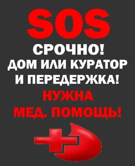 Срочно нужна помощь для травмированного котенка в Симферополе - Животные в Симферополь