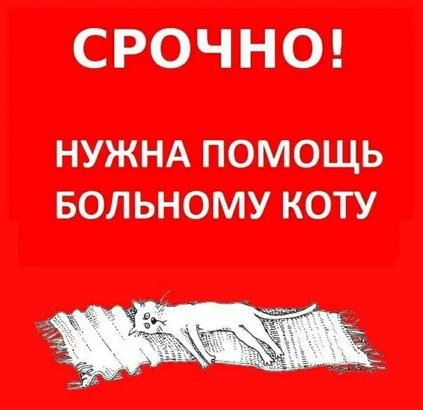 Срочно нужна помощь для травмированного котенка в Симферополе - Кошки (Животные) в Симферополь