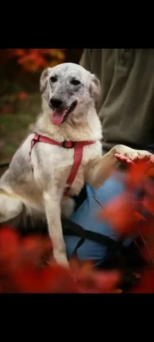 Щенок Волга ищет дом в Симферополе - Собаки в Симферополь