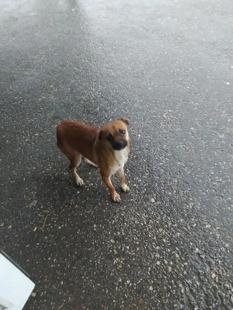 Потерянная собака у остановки Завод Пневматика - Собаки в Симферополь