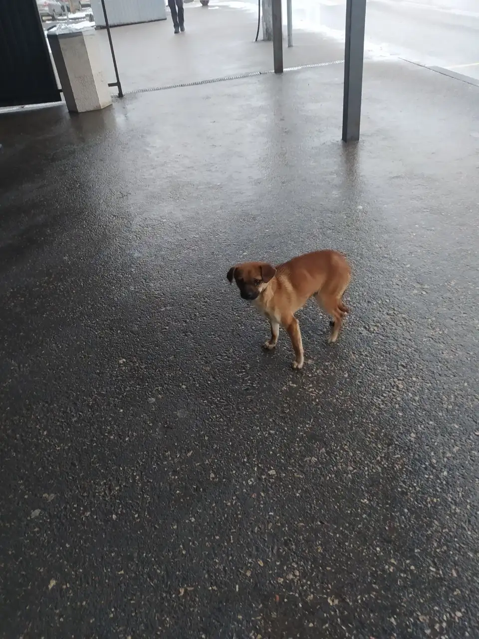 Потерянная собака у остановки Завод Пневматика - Собаки (Животные) в Симферополь