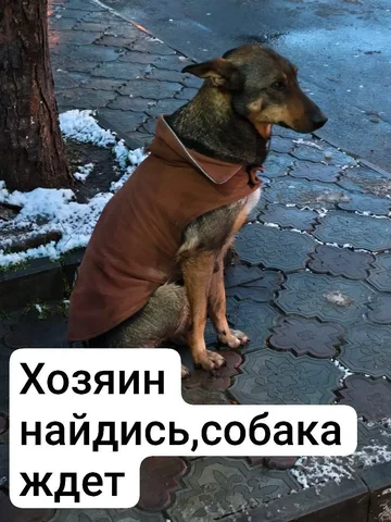 Потерянная собака в Симферополе - Животные в Симферополь