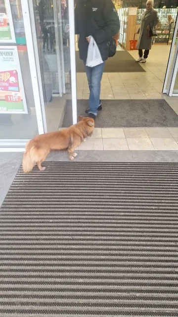 Потеряшка собачка в Симферополе - частное объявление в Симферополь