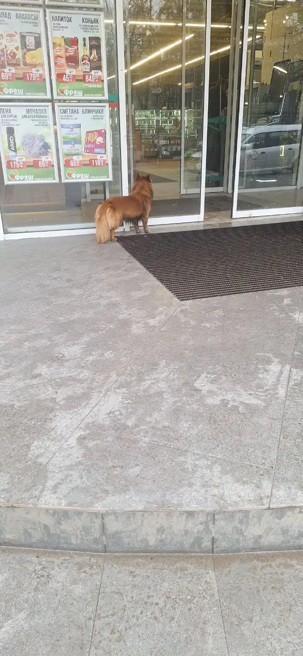 Потеряшка собачка в Симферополе - Потерянные животные (Животные) в Симферополь