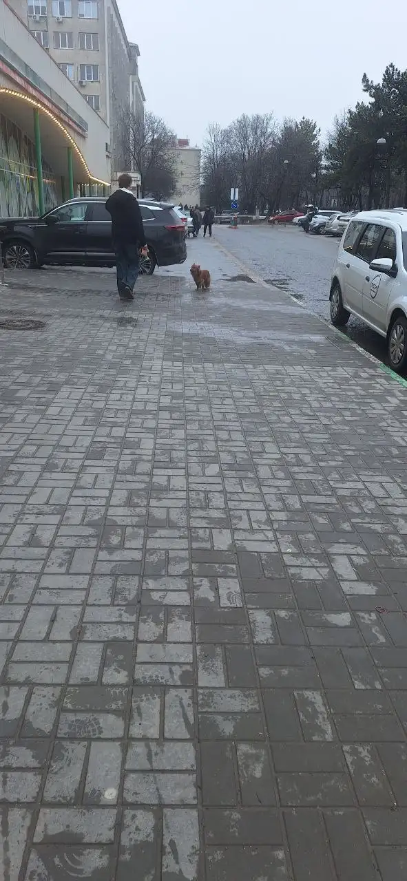 Потеряшка собачка в Симферополе - Потерянные животные (Животные) в Симферополь