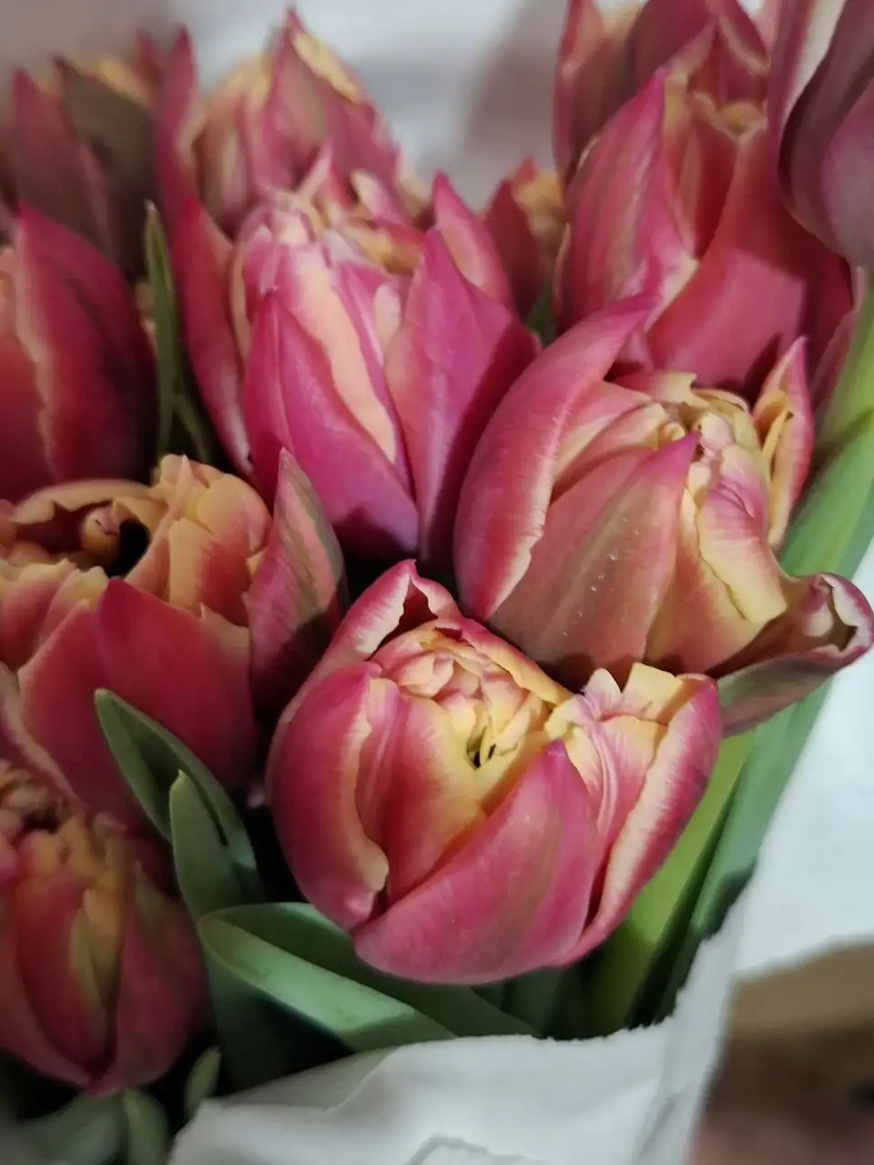 Тюльпан крымский свежий с теплицы - Садоводство (Хобби и отдых) в Симферополь