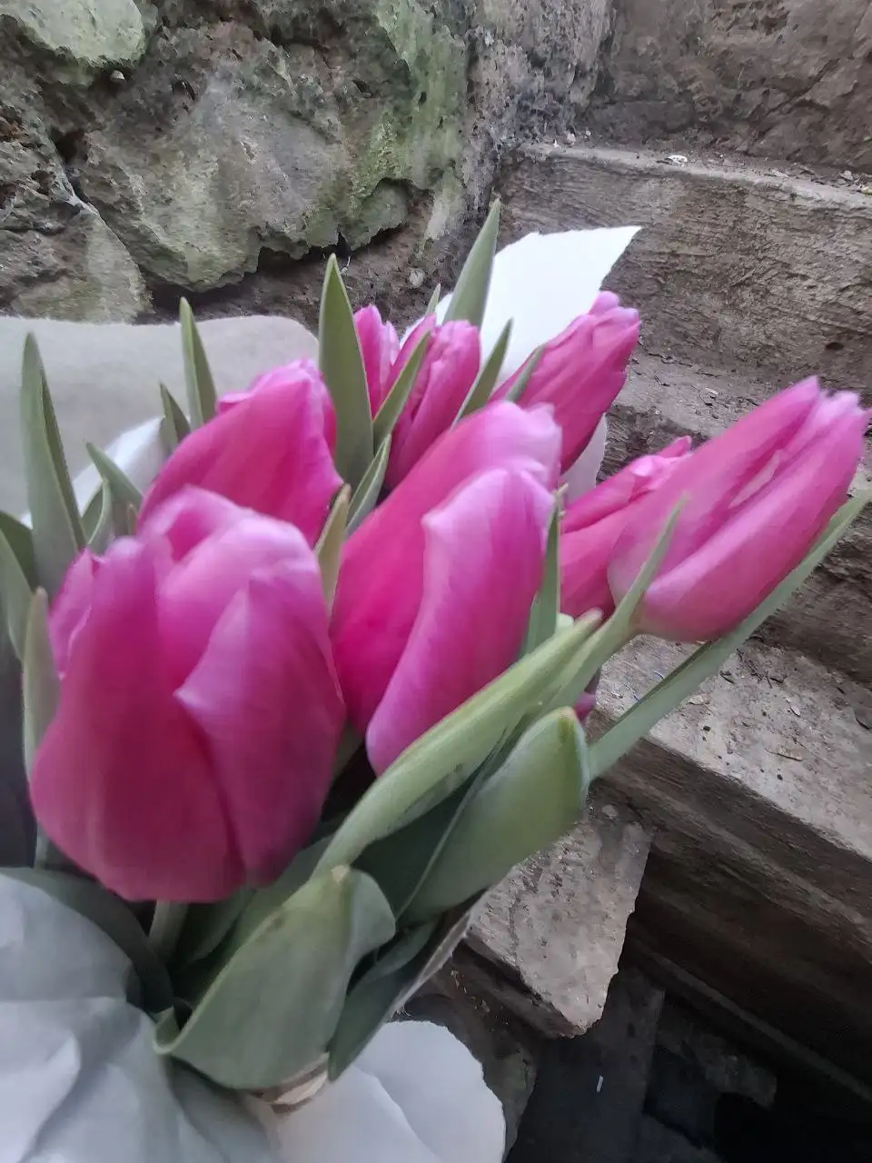 Тюльпан крымский свежий с теплицы - Садоводство (Хобби и отдых) в Симферополь