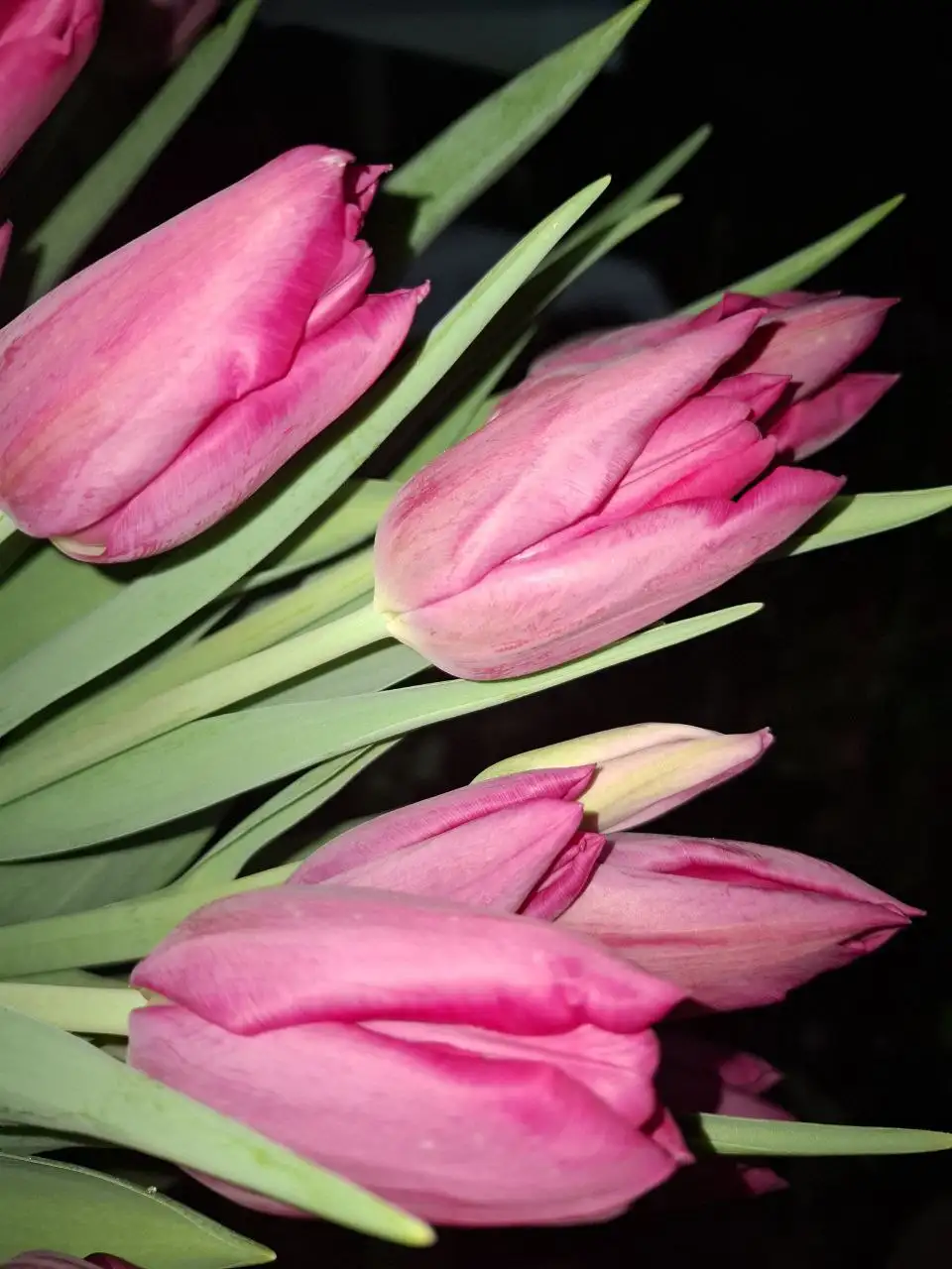 Тюльпан крымский свежий с теплицы - Садоводство (Хобби и отдых) в Симферополь