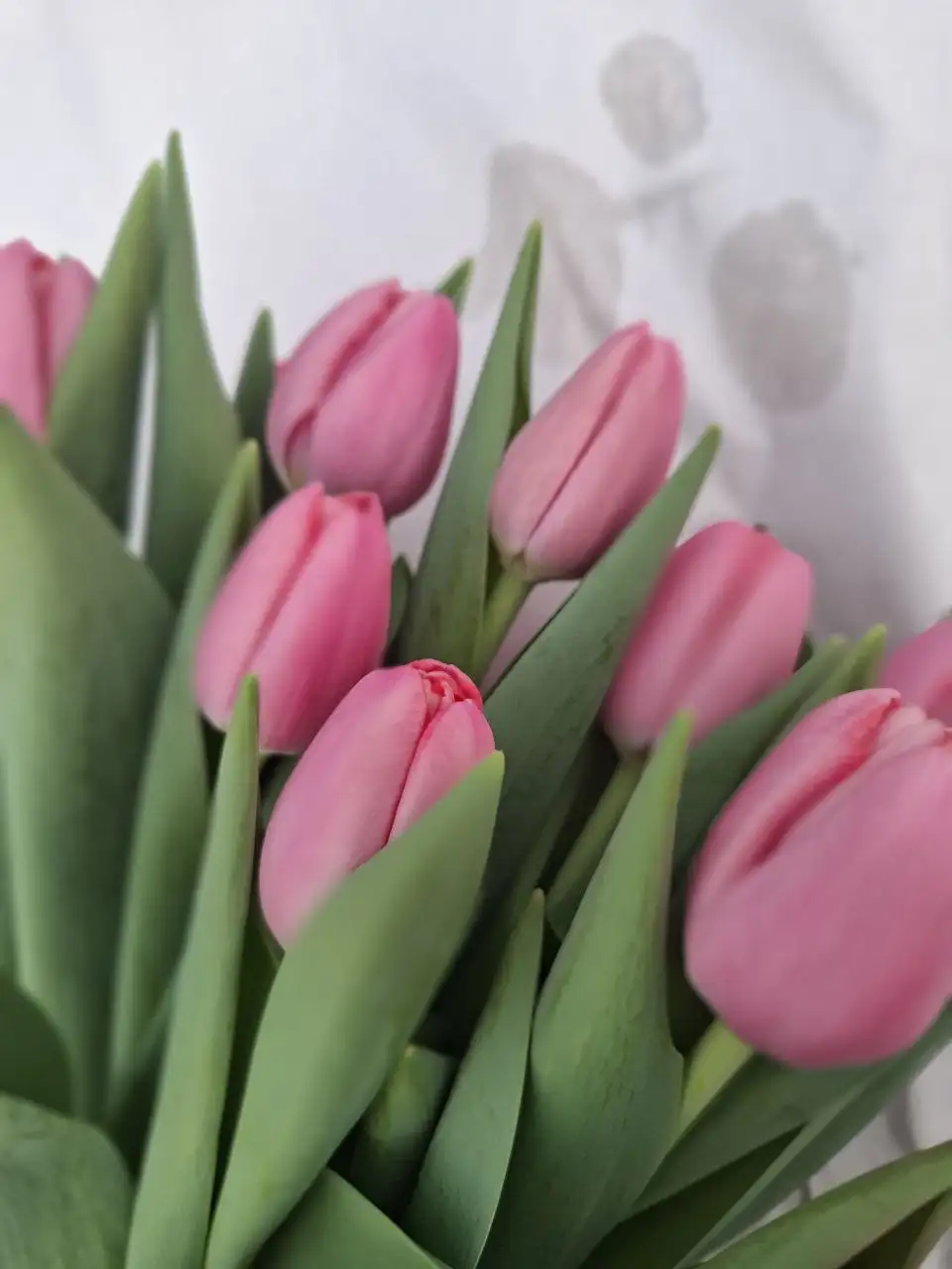 Тюльпан крымский свежий с теплицы - Садоводство (Хобби и отдых) в Симферополь