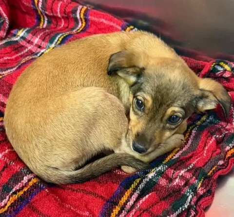 Сбор средств на лечение сбитого щенка - частное объявление в Симферополь