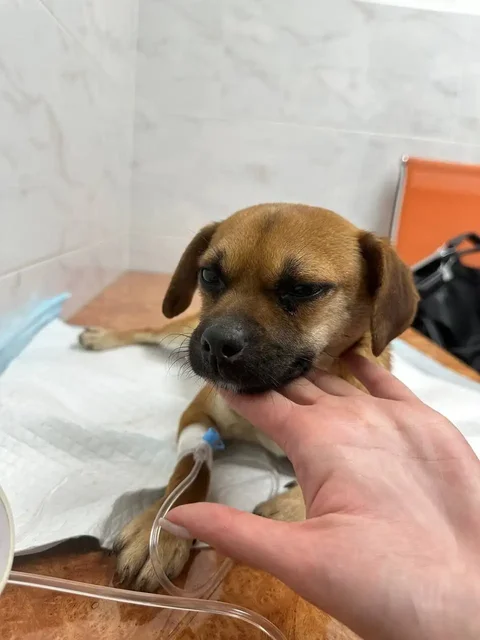 Срочно ищет дом собака, спасенная с улицы - частное объявление в Симферополь