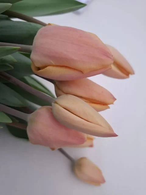 Тюльпан в Добром опт и розница - частное объявление в Симферополь