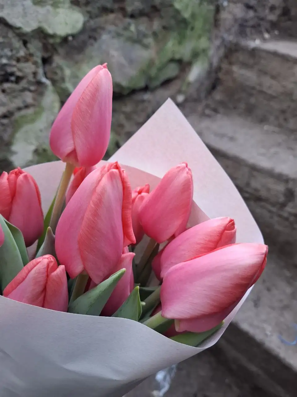 Тюльпан в Добром опт и розница - Цветы (Хобби и отдых) в Симферополь