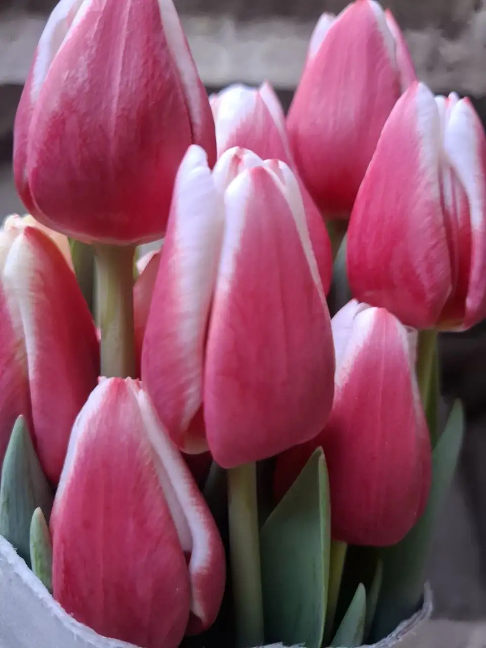 Тюльпан в Добром опт и розница - Цветы (Хобби и отдых) в Симферополь