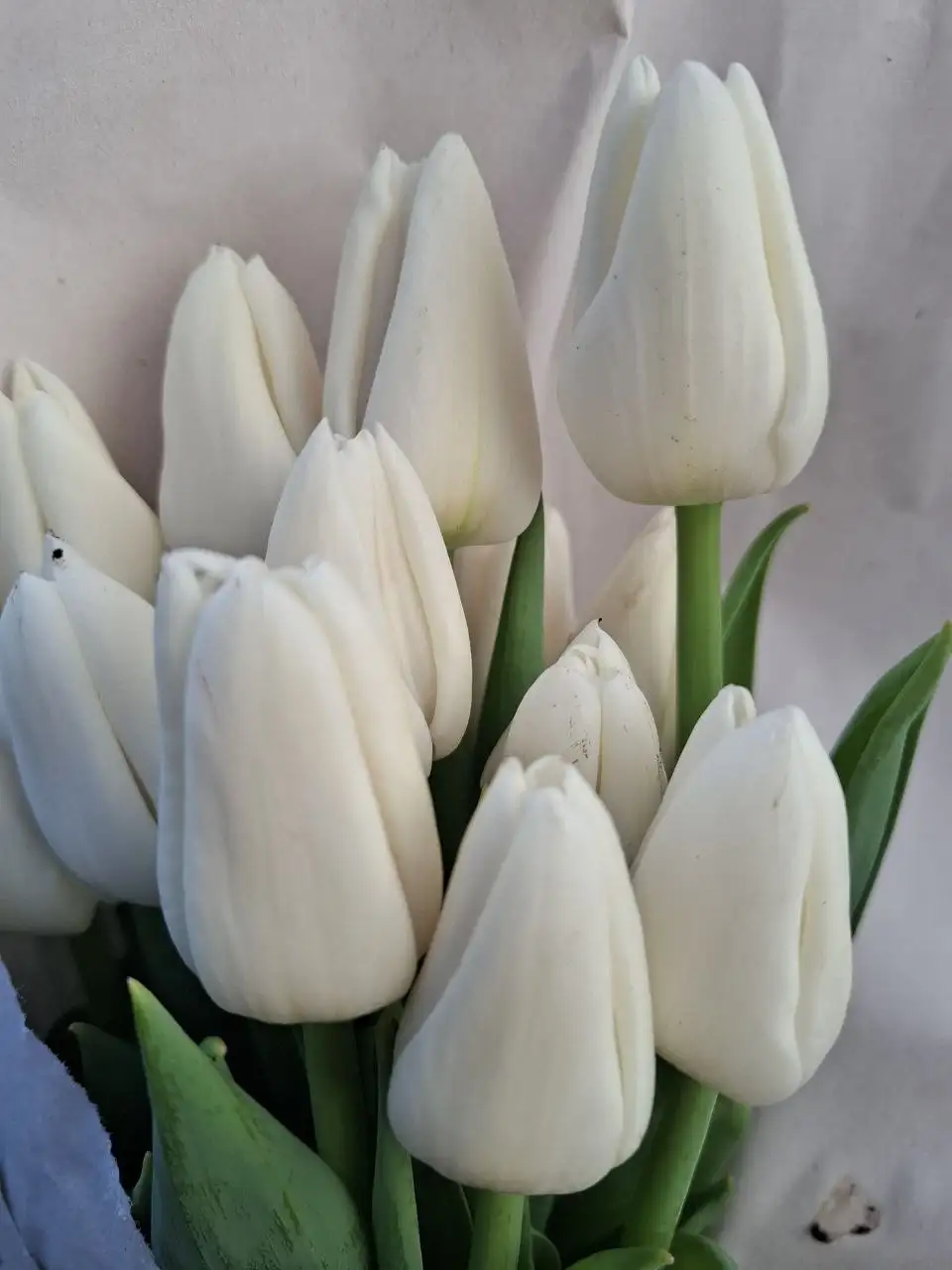 Тюльпан в Добром опт и розница - Цветы (Хобби и отдых) в Симферополь