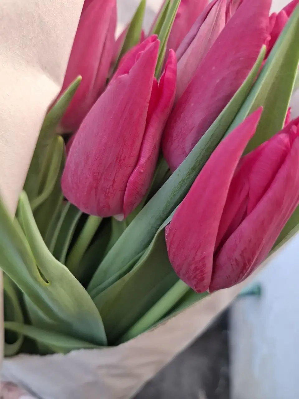 Тюльпан в Добром опт и розница - Цветы (Хобби и отдых) в Симферополь