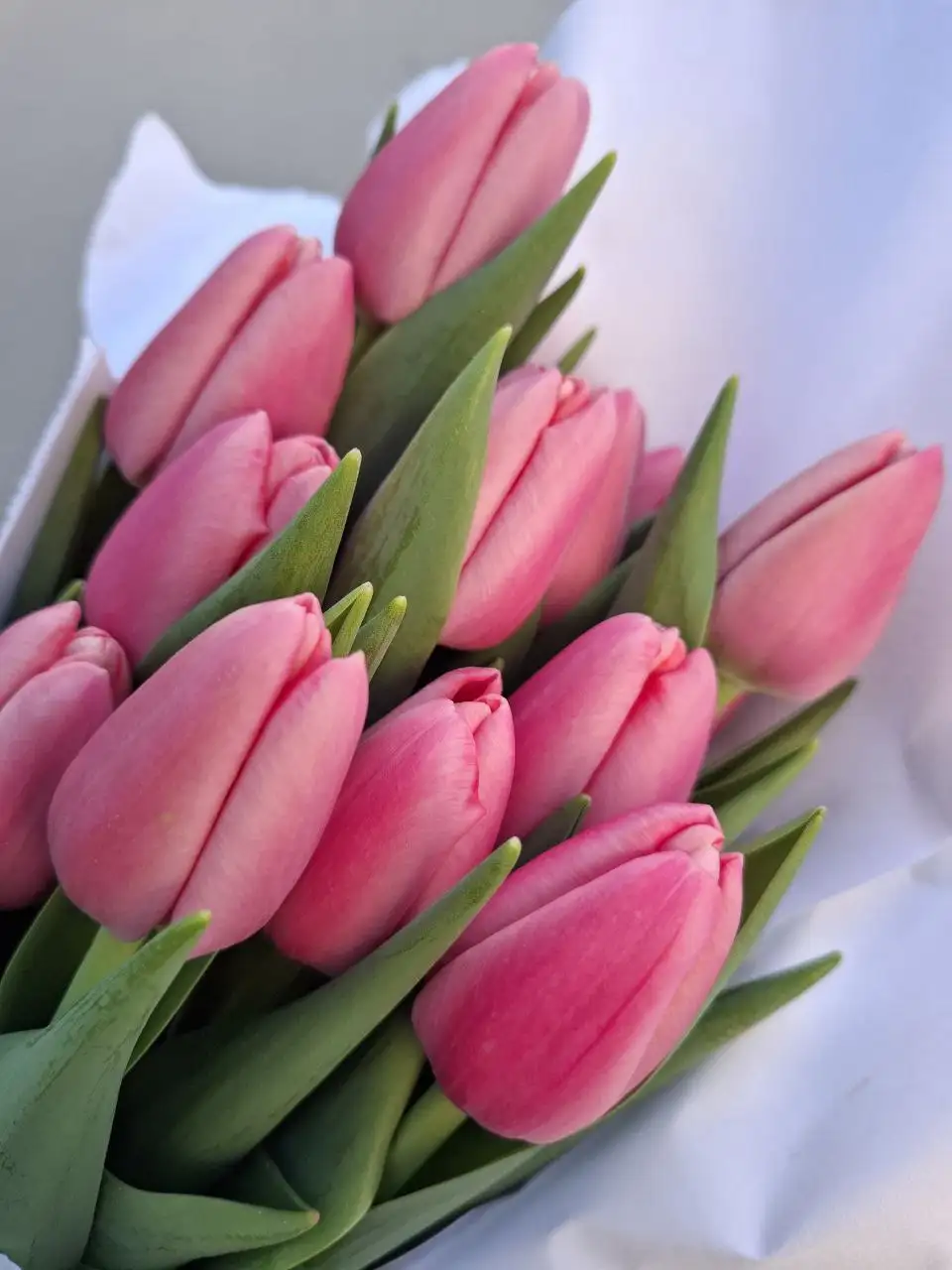 Тюльпан в Добром опт и розница - Цветы (Хобби и отдых) в Симферополь