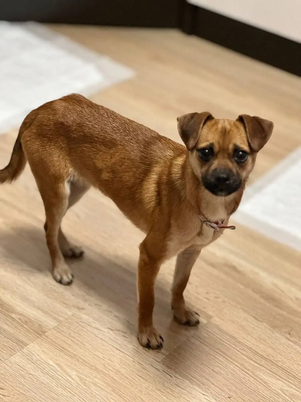 Ищет семью маленькая девочка - Кошки (Животные) в Симферополь