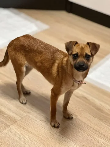 Ищет семью маленькая девочка - частное объявление в Симферополь