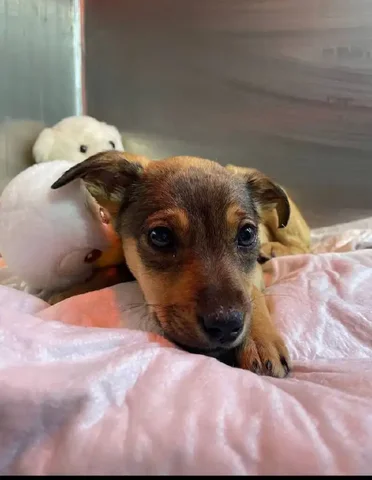 Срочная помощь для найденного щенка после аварии - частное объявление в Симферополь