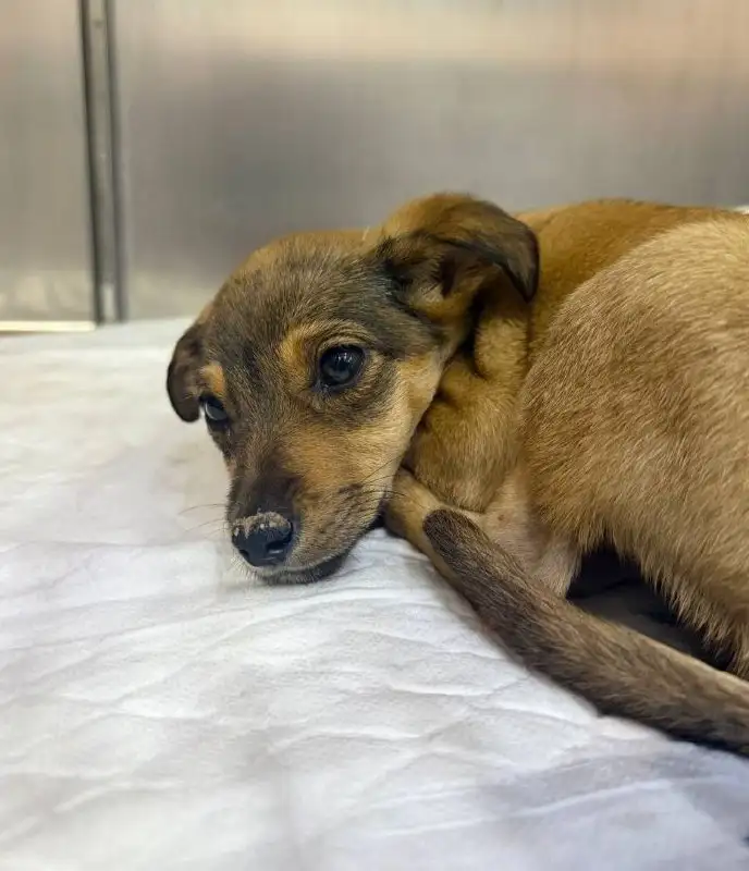 Сбор средств на лечение щенка с черепно-мозговой травмой - Животные в Симферополь