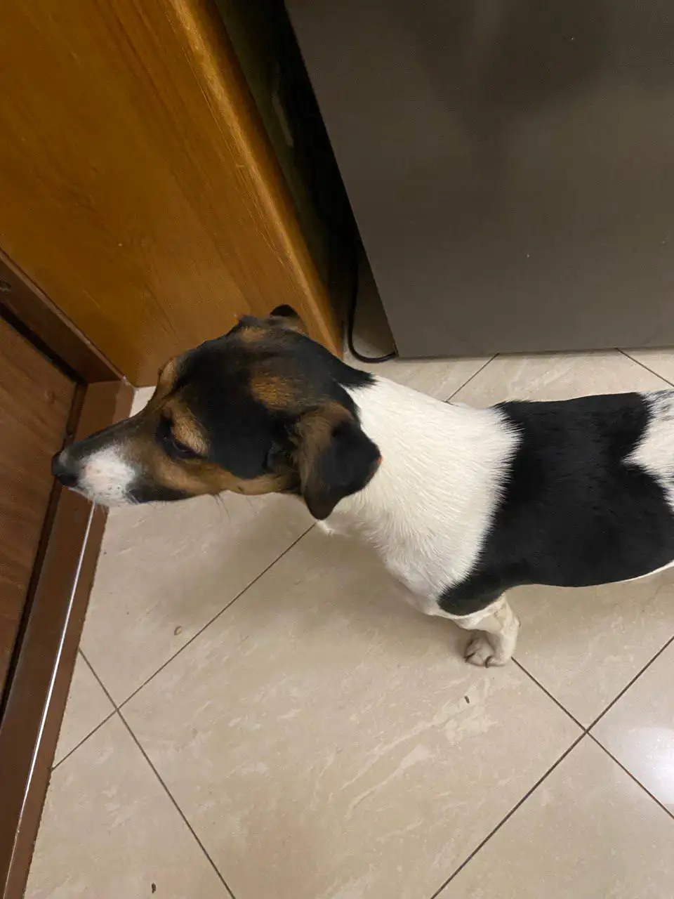 Найден домашний пёс в Симферополе - Собаки (Животные) в Симферополь