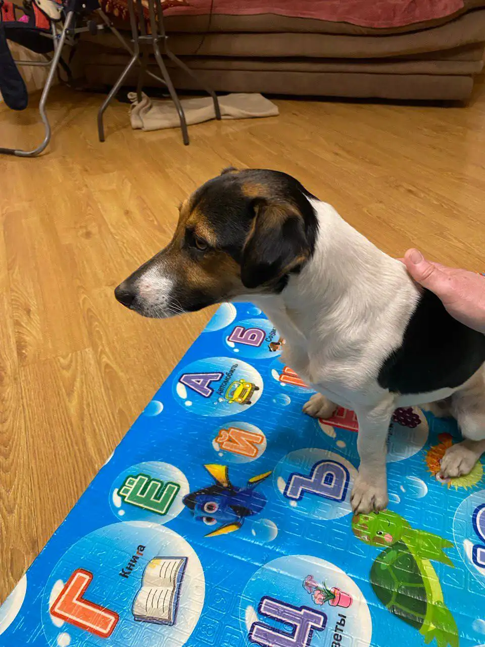 Найден домашний пёс в Симферополе - Собаки (Животные) в Симферополь