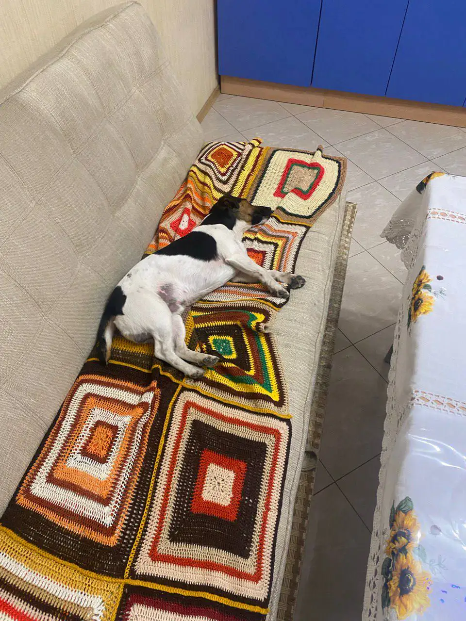 Найден домашний пёс в Симферополе - Собаки (Животные) в Симферополь