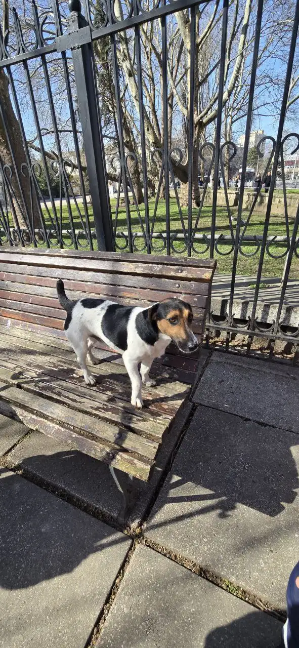 Продажа собаки Веня - Собаки (Животные) в Симферополь