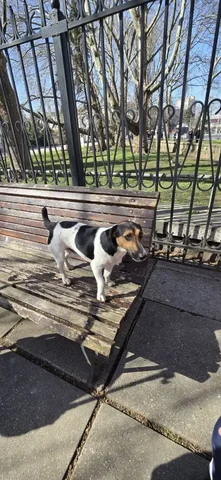 Продажа собаки Веня - частное объявление в Симферополь