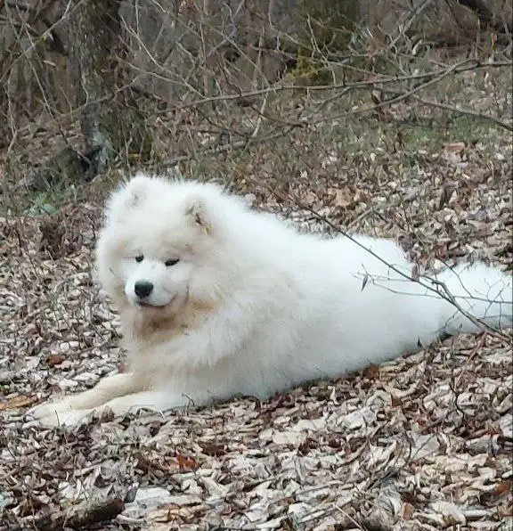 Потерялась собака (щенок) породы Самоед в с.Пионерское, Симферопольский район - Потерянные животные (Животные) в Симферополь