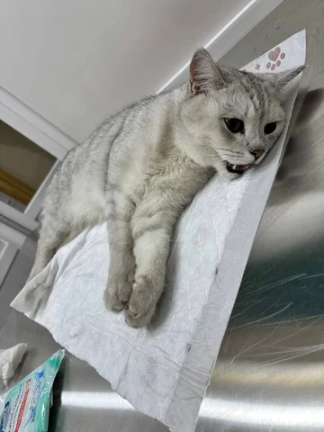 Помощь в поиске хозяев породистого кота после ДТП - Птица в Симферополь