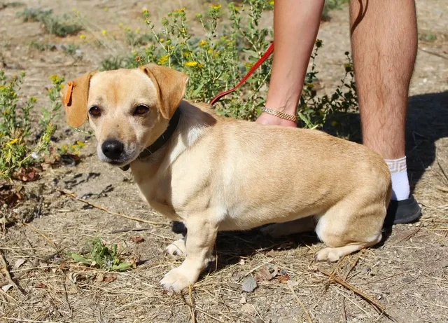 Спасение собаки Зиночки из отлова в Симферополе - Птица в Симферополь