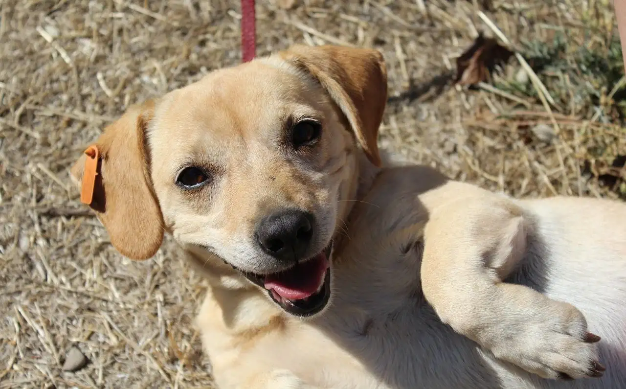 Спасение собаки Зиночки из отлова в Симферополе - Собаки (Животные) в Симферополь