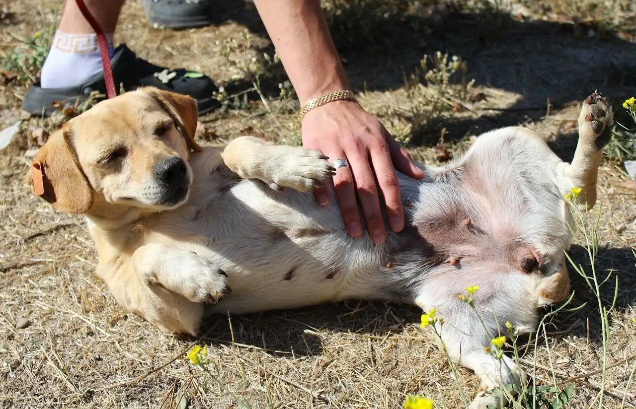 Спасение собаки Зиночки из отлова в Симферополе - Собаки (Животные) в Симферополь