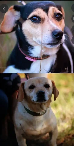 Две девочки ищут дом - Птица в Симферополь