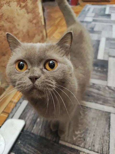 Кошка британской породы ищет новый дом - Птица в Симферополь