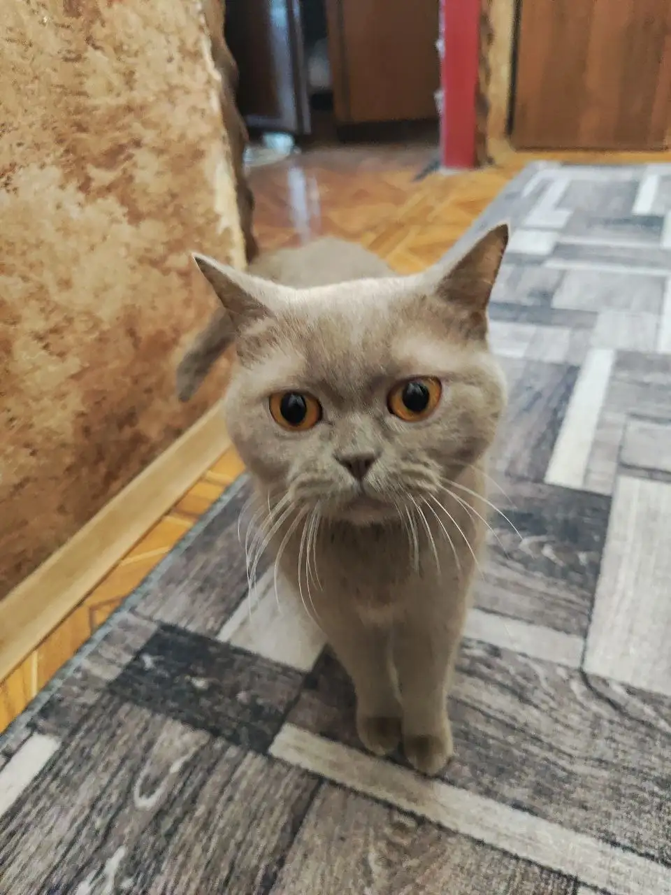 Кошка британской породы ищет новый дом - Кошки (Животные) в Симферополь