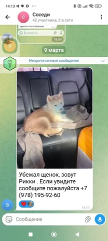 Пропал щенок в районе Студгородка Симферополя - Птица в Симферополь