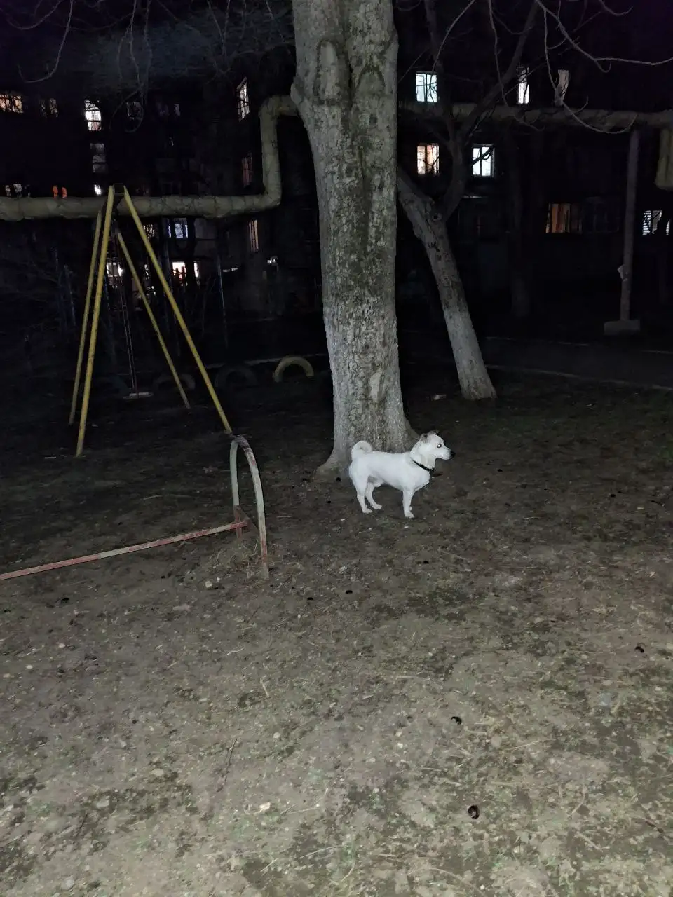 Потерялась собака в Симферополе - Собаки (Животные) в Симферополь