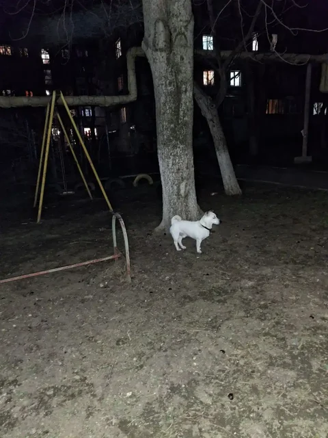 Потерялась собака в Симферополе - Птица в Симферополь