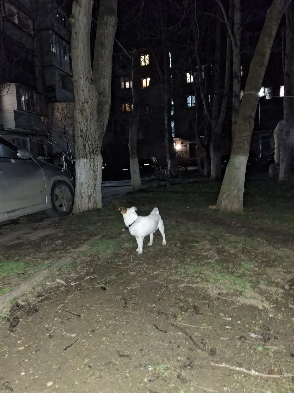 Потерялась собака в Симферополе - Собаки (Животные) в Симферополь
