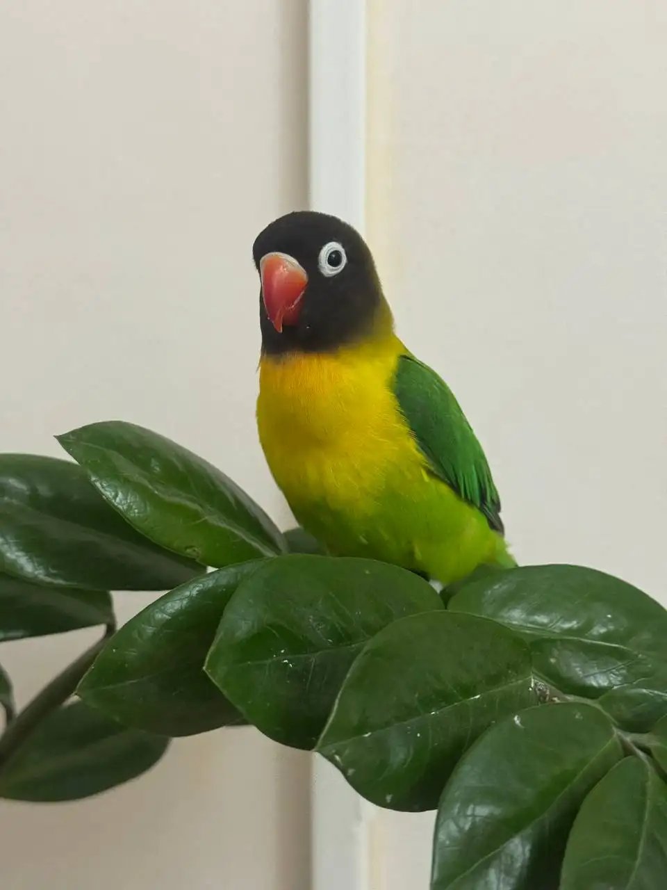 Потерян попугай неразлучник в районе 7 гор больницы - Птицы (Животные) в Симферополь